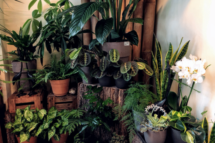 Care sunt florile cel mai ușor de întreținut? Plante usor de ingrijit