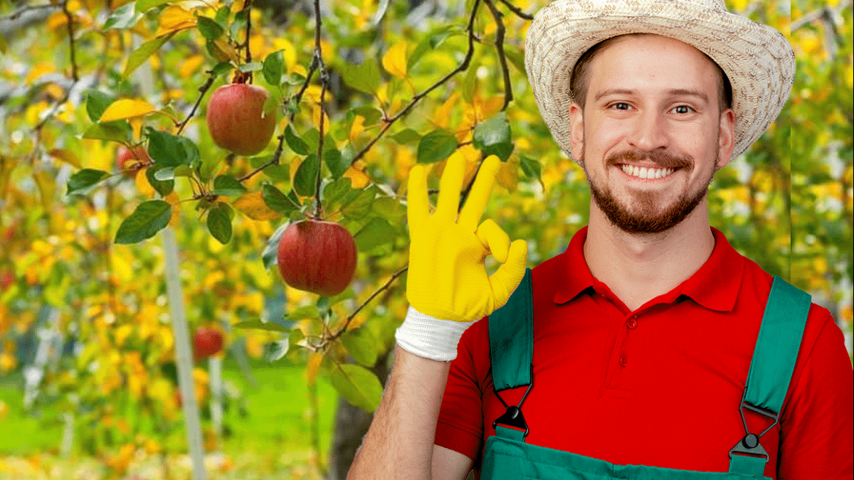 Tratamentul obligatoriu care se face la peri meri si pruni pana in mai. Vei avea recolta record la t
