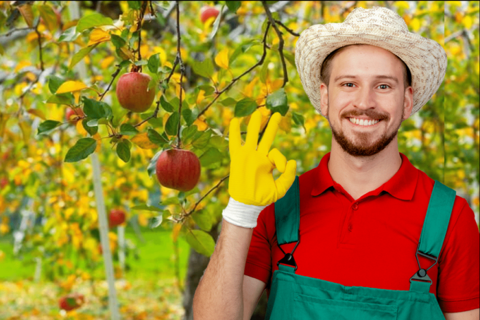 Care sunt tratamentele pentru pomii fructiferi peri, meri şi pruni, până în mai? Tratamentul obligatoriu care se face la peri meri si pruni pana in mai. Vei avea recolta record la t