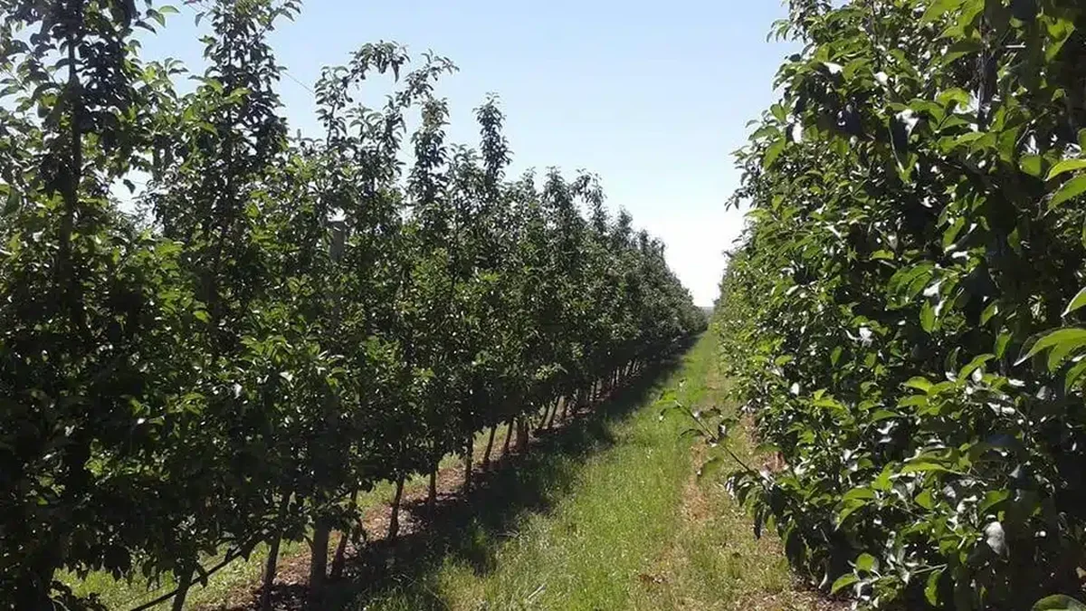 La Râureni, încercând să salveze cel mult 50% din ceea ce-şi propusese, compania folosește încă de acum câteva săptămâni mașini de fum