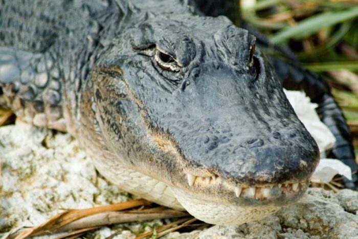 aligator 1 e1750408085975