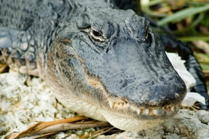 aligator-1-e1750408085975.jpg