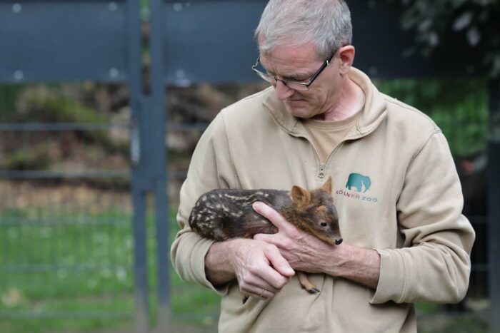 caprioara pudu zoo kolm e1749622791329