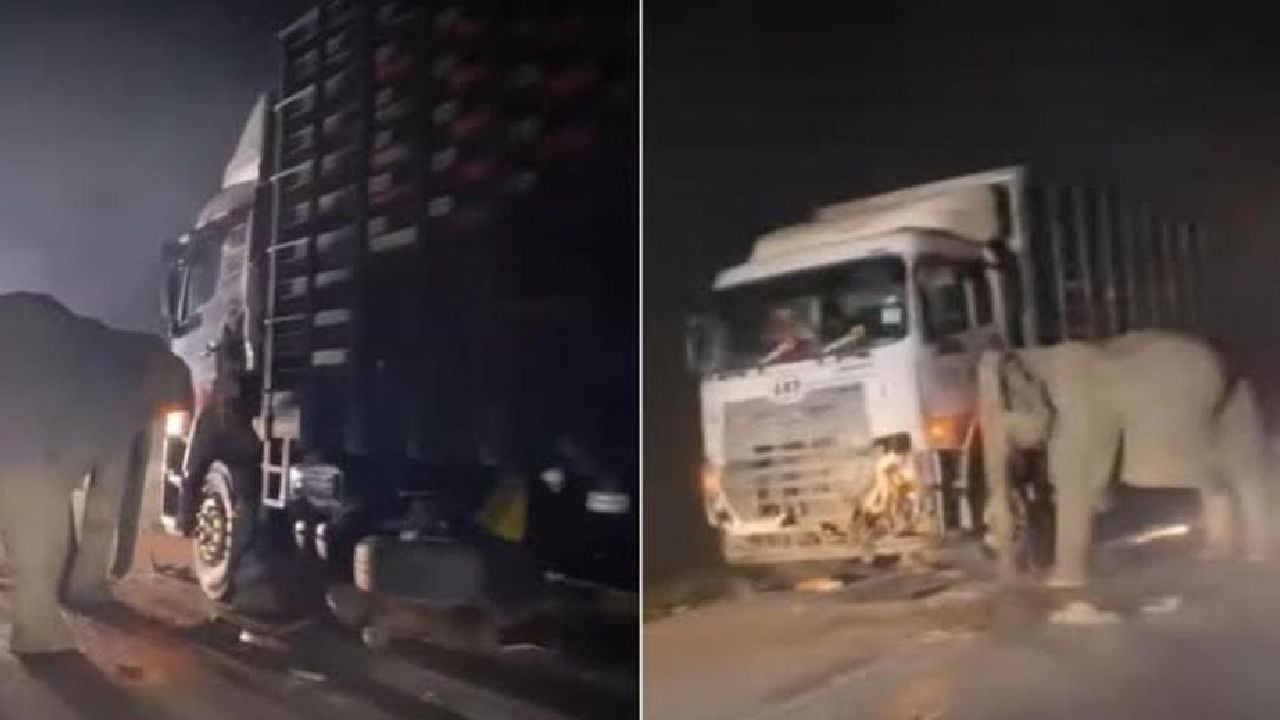 În Malaysia, un pui de elefant a fost lovit de un camion şi a murit pe loc