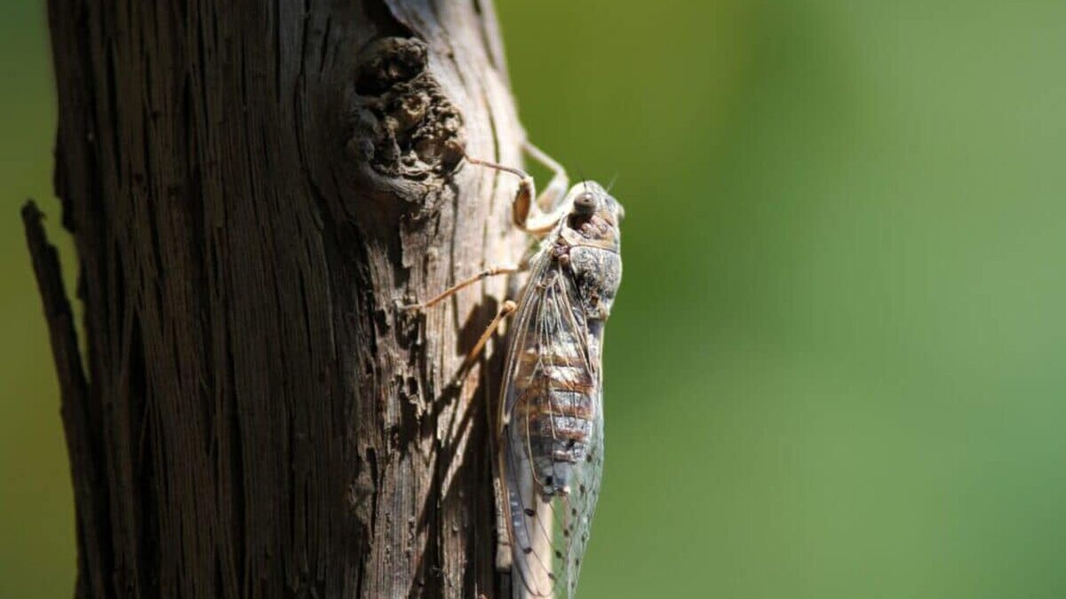 closeup-shot-insect-with-wings-tree-1024x683.jpg