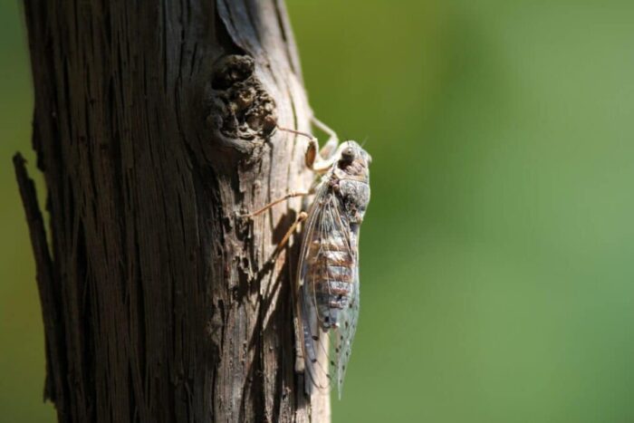 closeup-shot-insect-with-wings-tree-1024x683.jpg