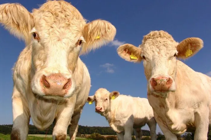 cows-1029077_1280.jpg
