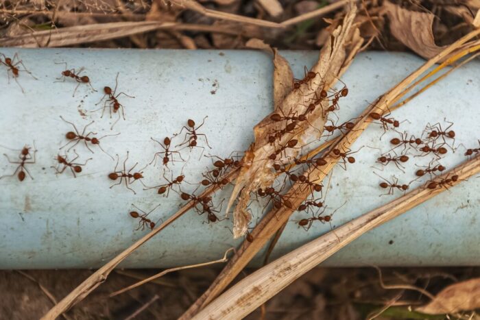 Care este afacerea clandestină care pune în pericol natura şi ecosistemele? 11360