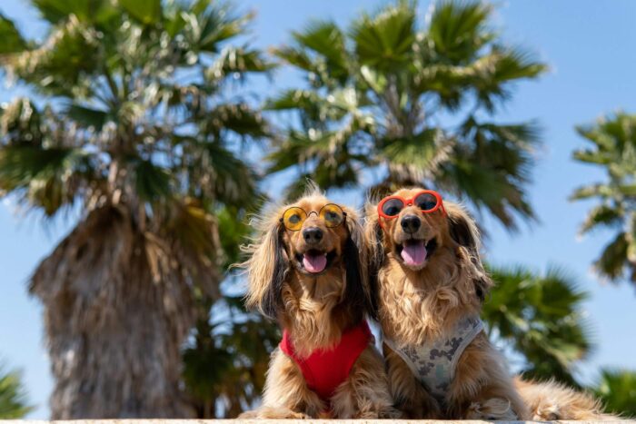 caini golden retriever cu ochelari de soare vara pe o insula mher7uNJZwU
