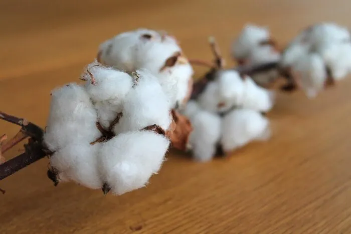 cotton-branch-1271038_1280.jpg