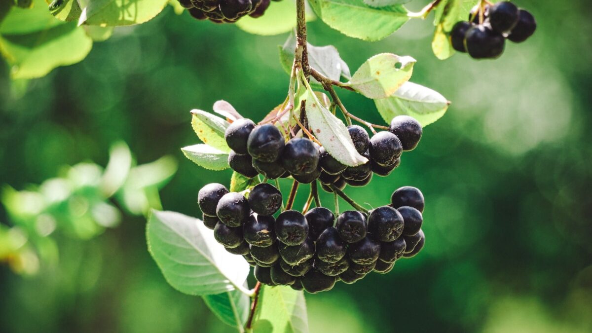 fructe-de-aronia-wood-wdN0ZkytR2Y-
