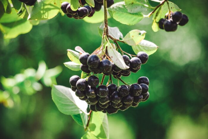 fructe-de-aronia-wood-wdN0ZkytR2Y-