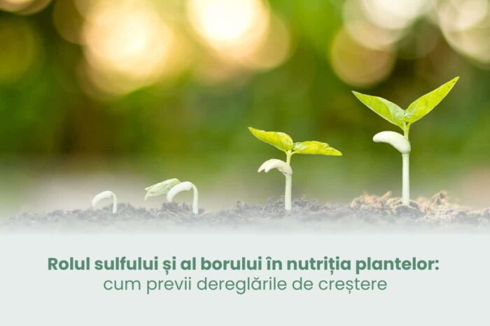 Care este contribuția sulfurului și borului în alimentația plantelor? imagine Rolul sulfului si al borului in nutritia plantelor cum previi dereglarile de crestere sursa