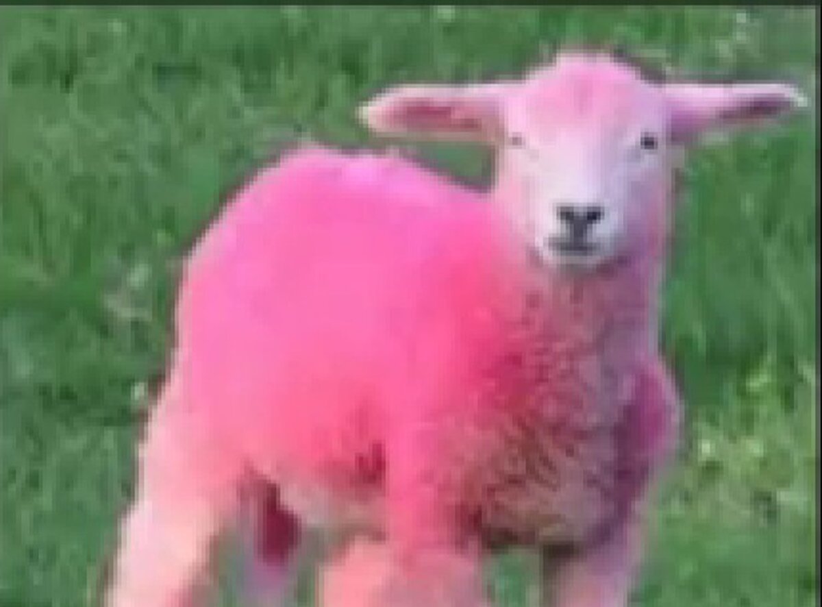 Piața mondială a zootehniei: Prima oaie roz din lume a apărut în România, creată la Botoșani