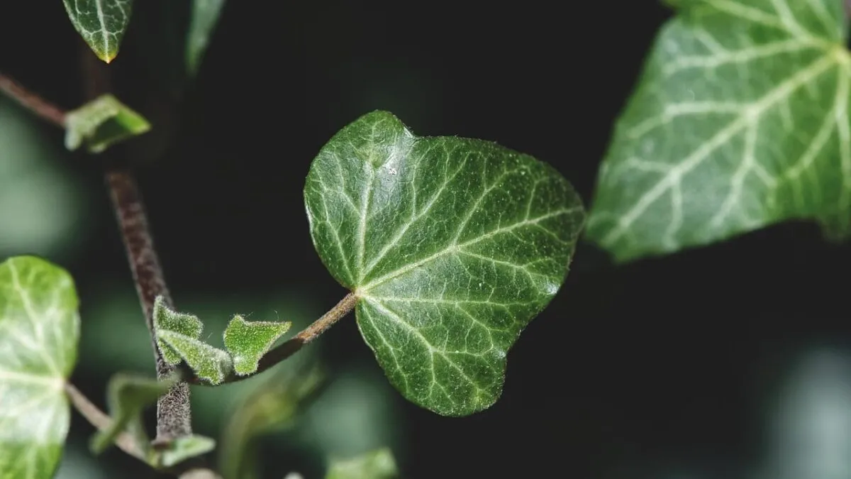 ivy-4152057_1280.jpg