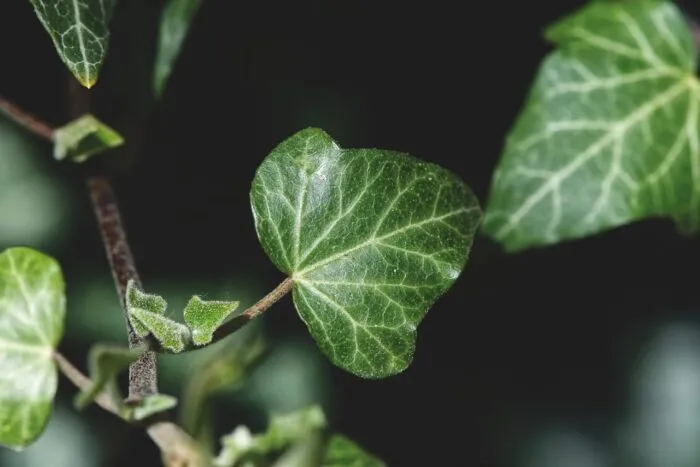 ivy-4152057_1280.jpg