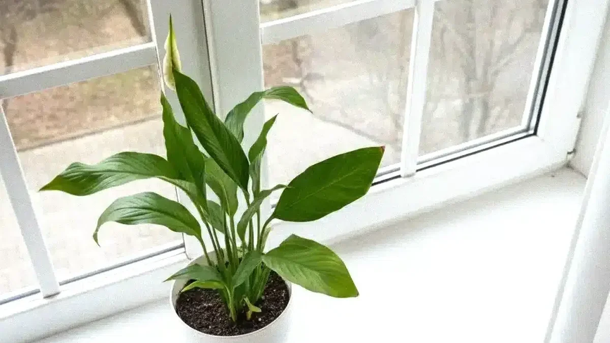 secretul neasteptat care transforma liliacul de pace intr o explozie de flori.webp