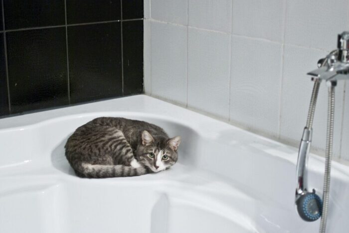 acid citric calcar 1769220238