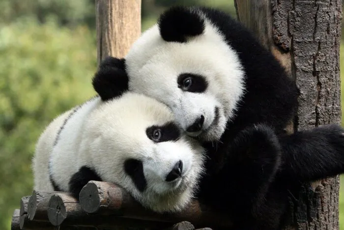 adio-panda-ultimii-2-ursi-pleaca-din-japonia-spre-china-dupa-52-de-ani