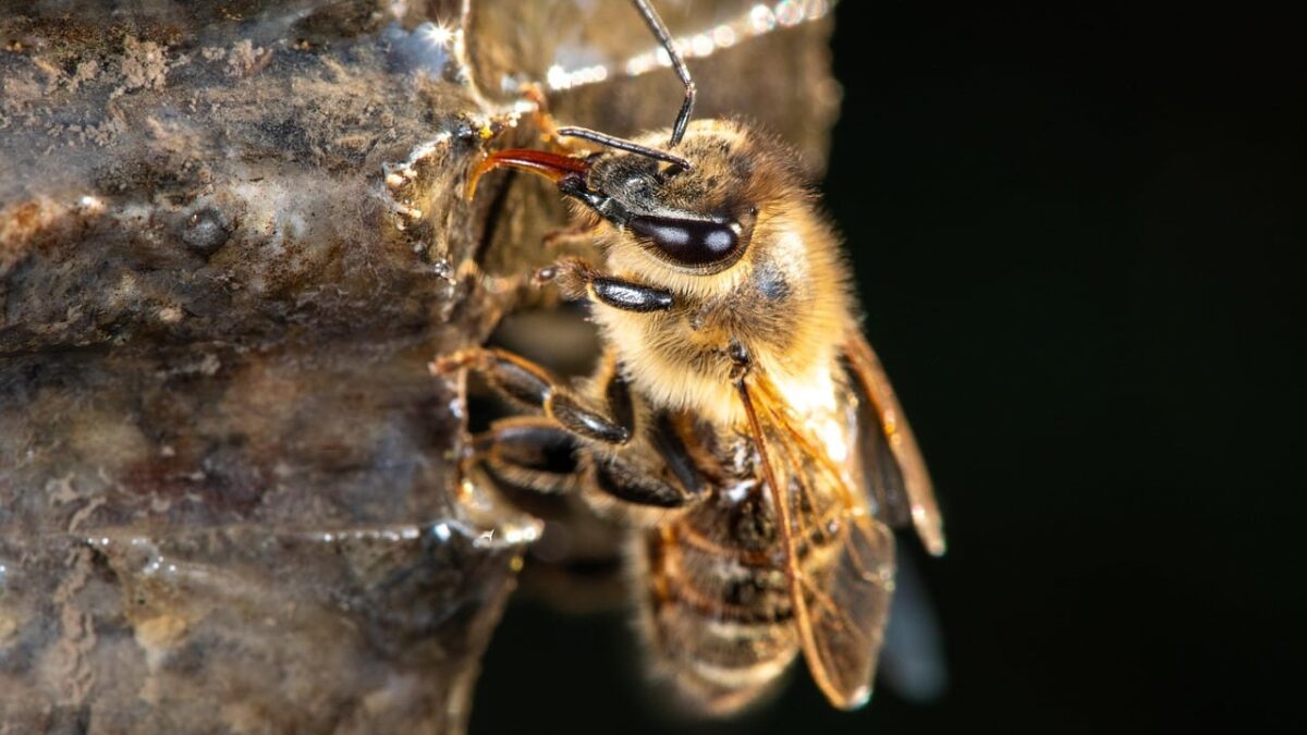 Amazon Achiziționează Bee: Gadgetul Purtabil cu Inteligență Artificială care Promite să Revoluționeze Tehnologia amazon da lovitura cumpara bee un gadget purtabil cu inteligenta artificiala
