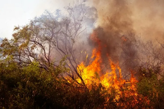 australia-in-flacari-evacuari-de-urgenta-case-arse-si-cea-mai-rea-canicula-din-2009