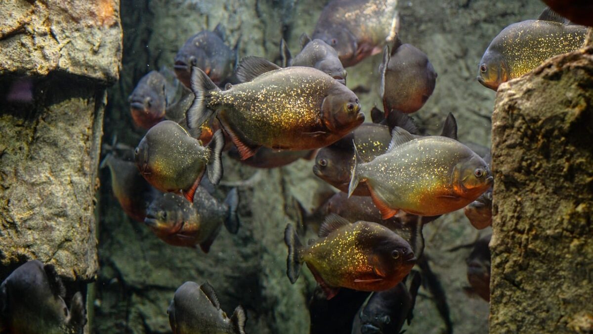 Coșmar în Brazilia - 10 turiști atacați de piranha, înotul interzis într-o zonă populară cosmar in brazilia 10 turisti atacati de piranha inotul interzis intr o zona populara