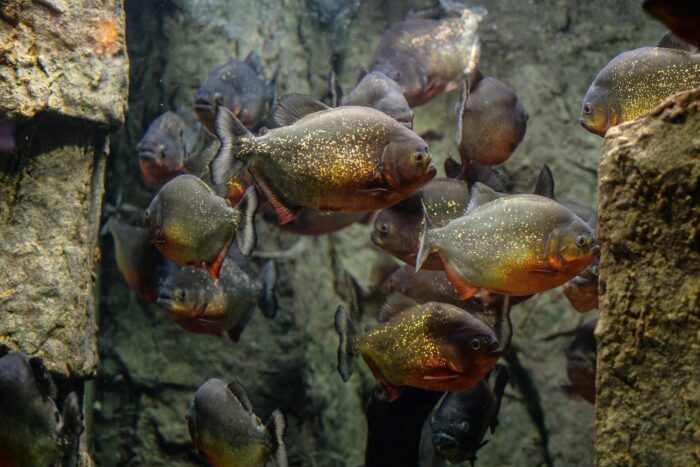cosmar in brazilia 10 turisti atacati de piranha inotul interzis intr o zona populara