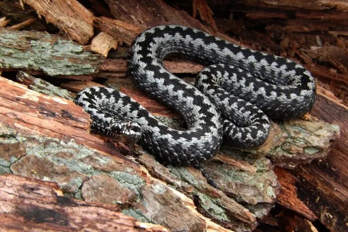 crescatorie-ilegala-de-reptile-in-bihor-vipere-fara-antidot-in-tara-descoperite-intr-un-apartament