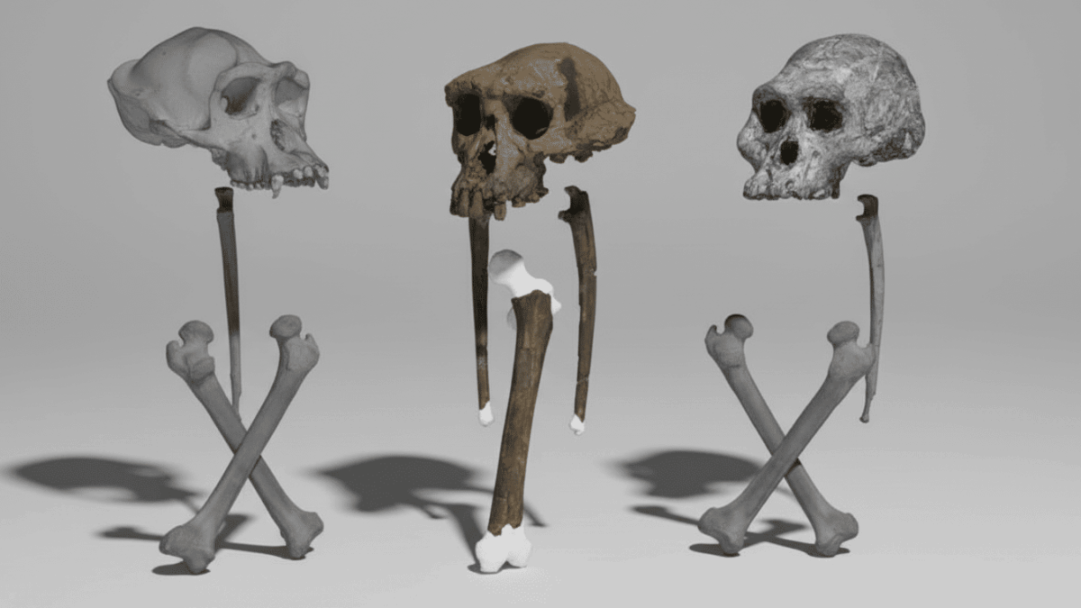 fosila antica rescrie originea umana descoperire cruciala