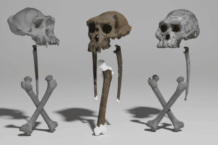 fosila-antica-rescrie-originea-umana-descoperire-cruciala