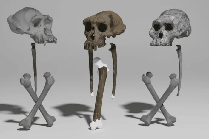 fosila-antica-rescrie-originea-umana-descoperire-cruciala