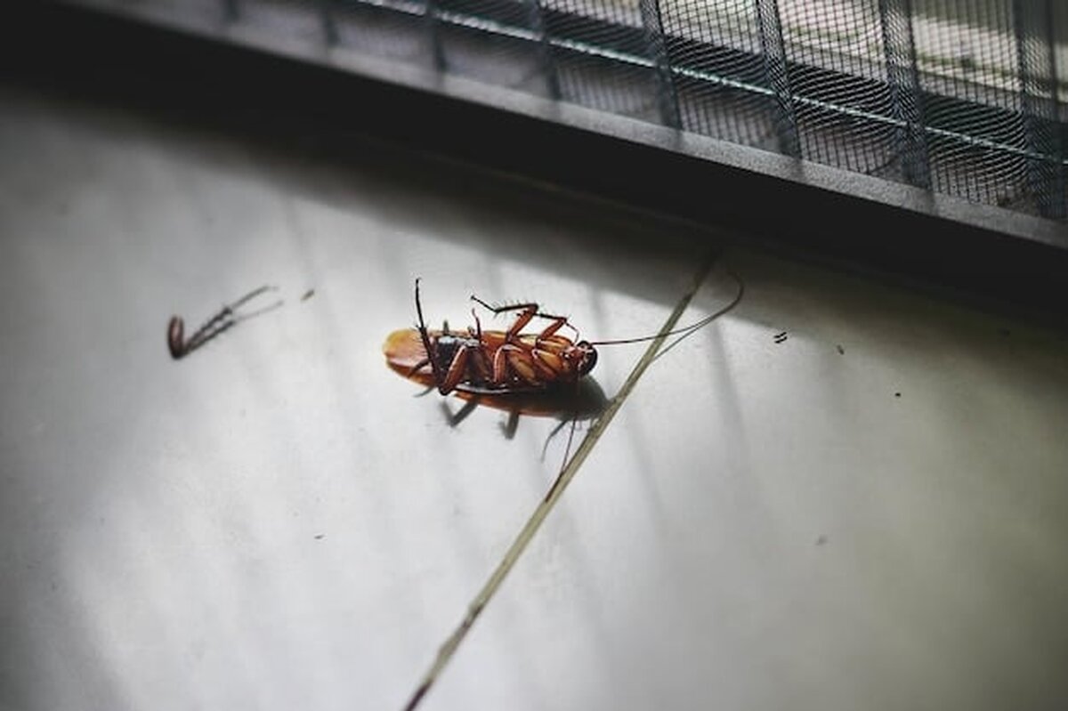 Gândaci filmați într-un salon de Pediatrie la Spitalul Slatina