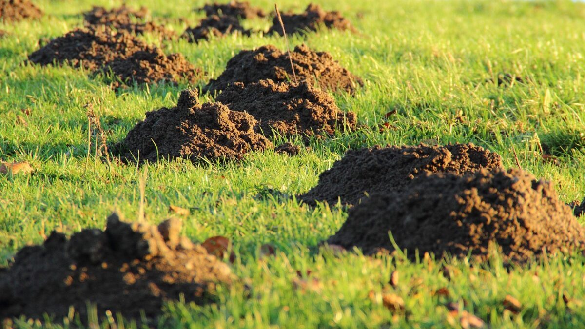Cele mai potrivite mașini de tuns iarba pentru diverse tipuri de grădini masini de tuns iarba 1768978137