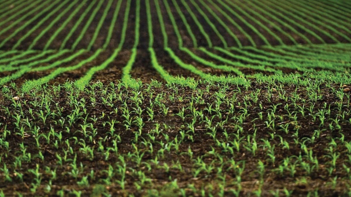 ministrul-agriculturii-recunoaste-nu-putem-testa-importurile