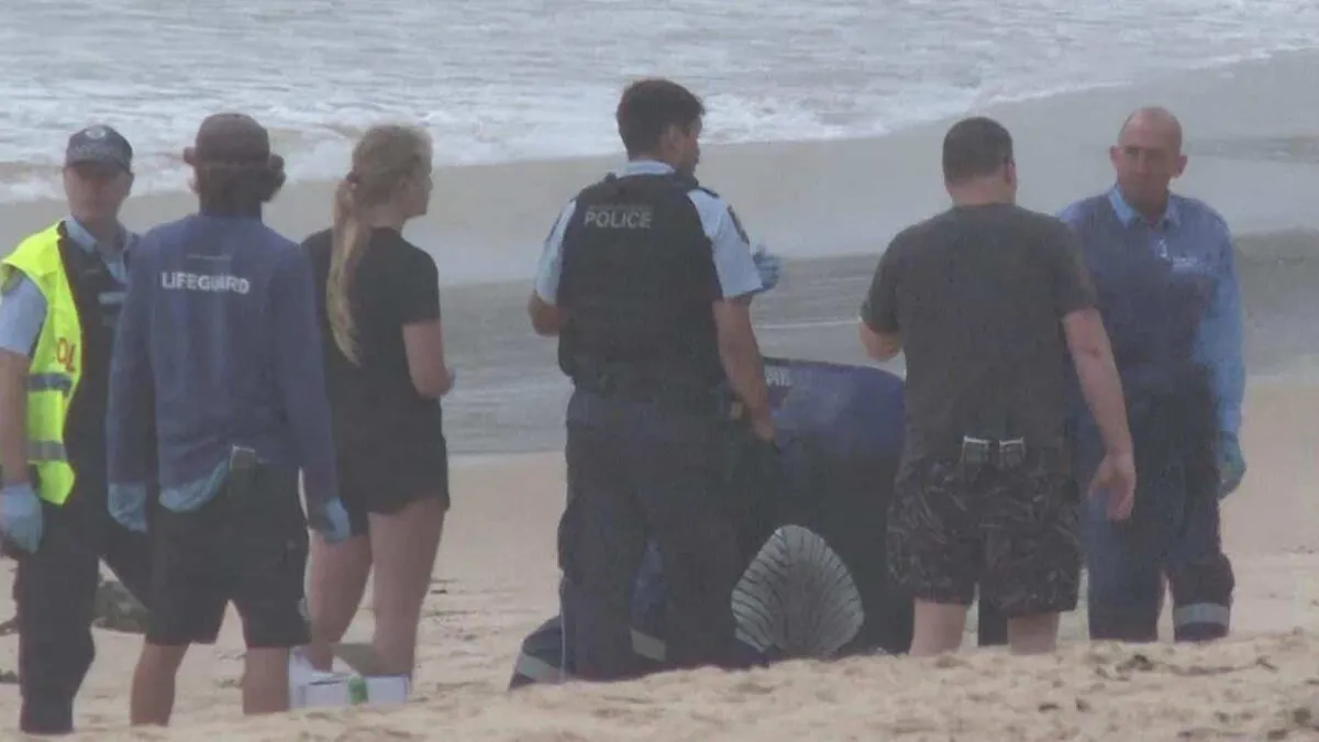 teroare-in-sydney-3-atacuri-de-rechin-in-doar-26-de-ore