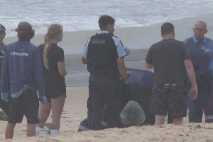 teroare-in-sydney-3-atacuri-de-rechin-in-doar-26-de-ore
