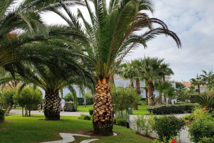 Capul Verde decese 1770288241