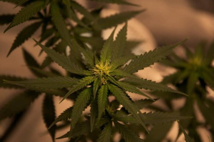 canabis sintetic HHC 1771798484