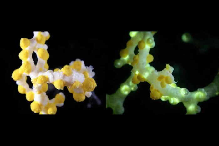 descoperit la 400m primul coral luminos de pestera si arma sa secreta