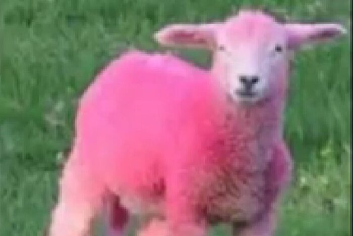 Doi studenți, închisoare pentru o oaie ucisă cu artificii. Ashby a primit 2 ani, Hollands 20 de luni doi studenti inchisoare pentru o oaie ucisa cu artificii ashby a primit 2 ani hollands 20 de luni 1771856747