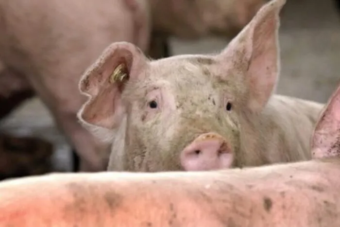 Fermier australian, achitat de viol asupra unui animal din cauza erorilor poliției