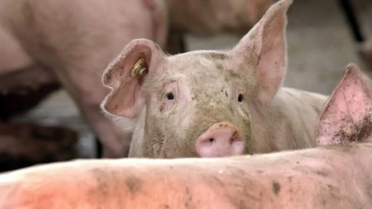Fermier australian, achitat de viol asupra unui animal din cauza erorilor poliției