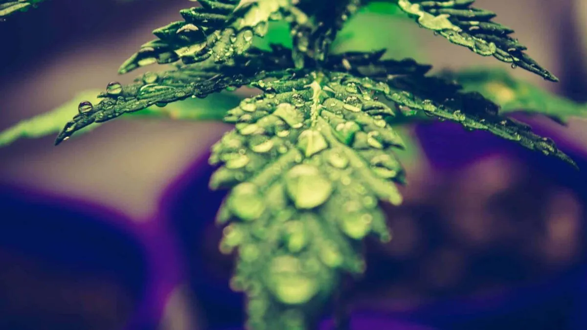 hempflax-inchide-fabrica-de-la-sebes-si-vinde-800-hectare-de-teren