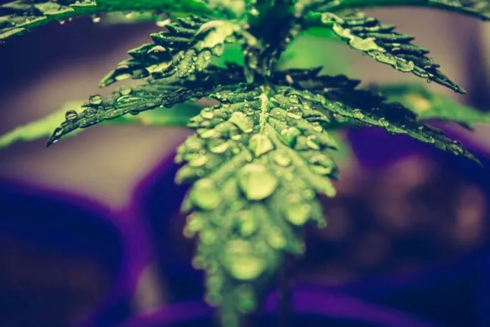 hempflax-inchide-fabrica-de-la-sebes-si-vinde-800-hectare-de-teren