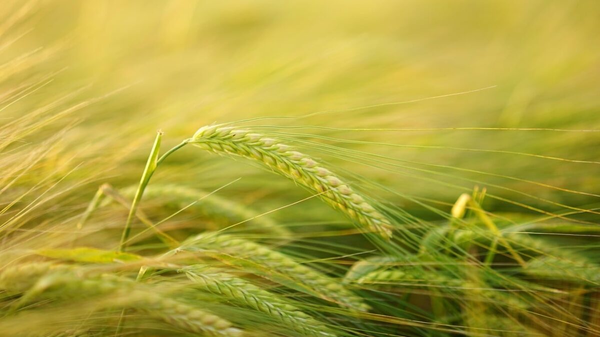 Inovație în agricultură. O nouă moleculă protejează culturile de cereale din România inovatie in agricultura o noua molecula protejeaza culturile de cereale din romania 1771510885
