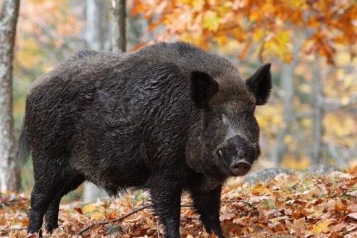 pesta porcina loveste timisul un mistret mort declanseaza alerta maxima