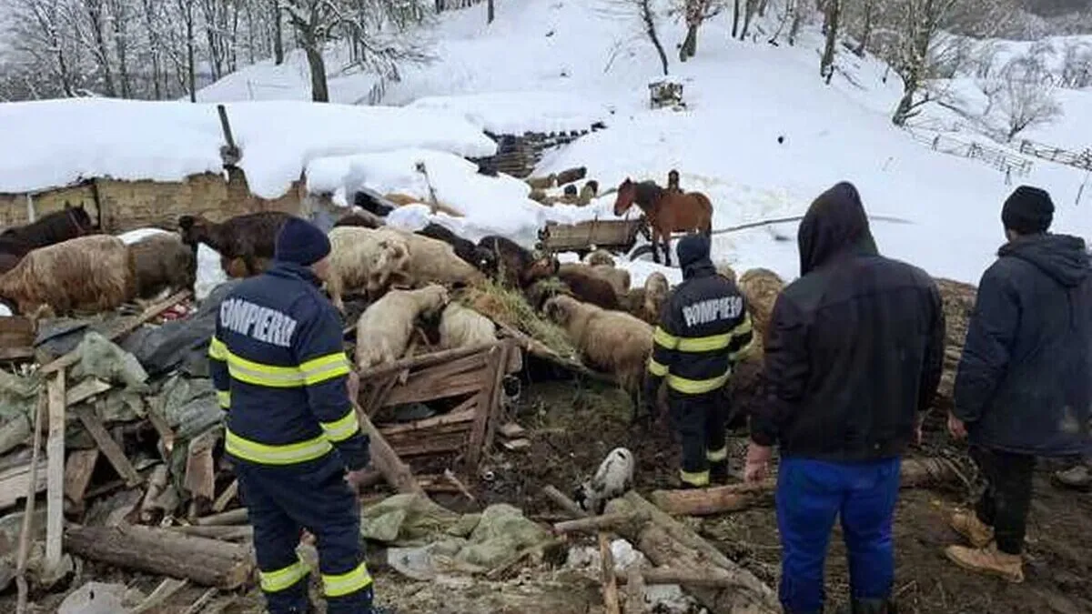 peste-220-de-animale-salvate-de-sub-un-saivan-prabusit-la-calvini-interventie-dificila-a-pompierilor-1771427462
