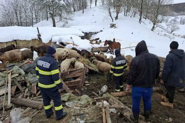 peste 220 de animale salvate de sub un saivan prabusit la calvini interventie dificila a pompierilor 1771427462