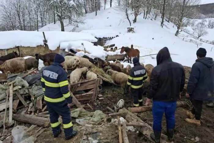 peste-220-de-animale-salvate-de-sub-un-saivan-prabusit-la-calvini-interventie-dificila-a-pompierilor-1771427462
