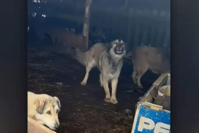 scandal la casa de pensii olt dupa ce cainii directorului au ucis zeci de animale 1771847345